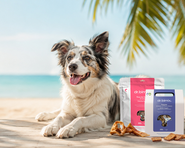 10 juegos refrescantes para perros durante una ola de calor