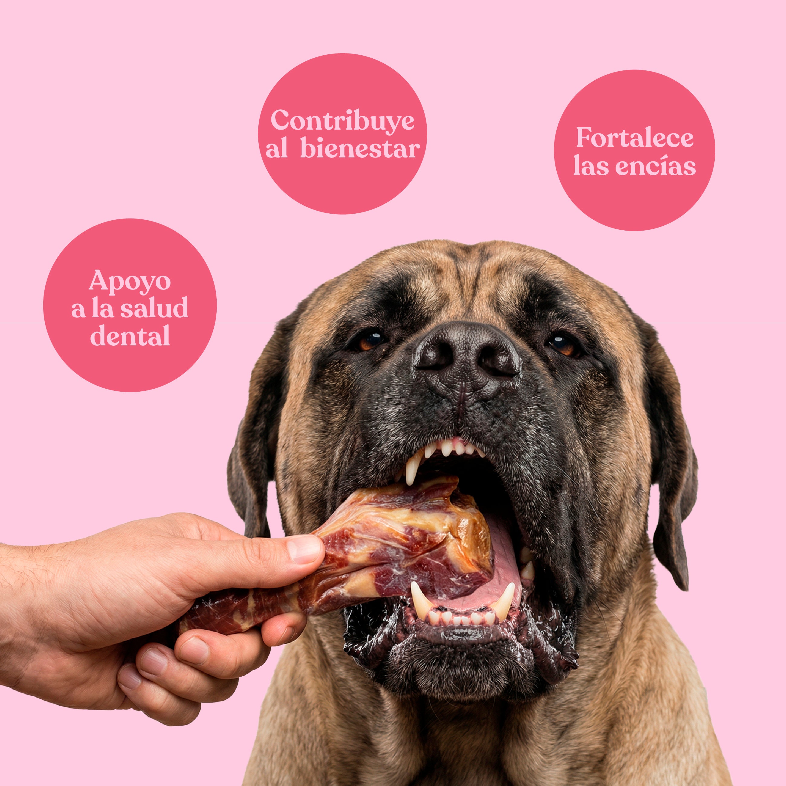Hueso de jamón