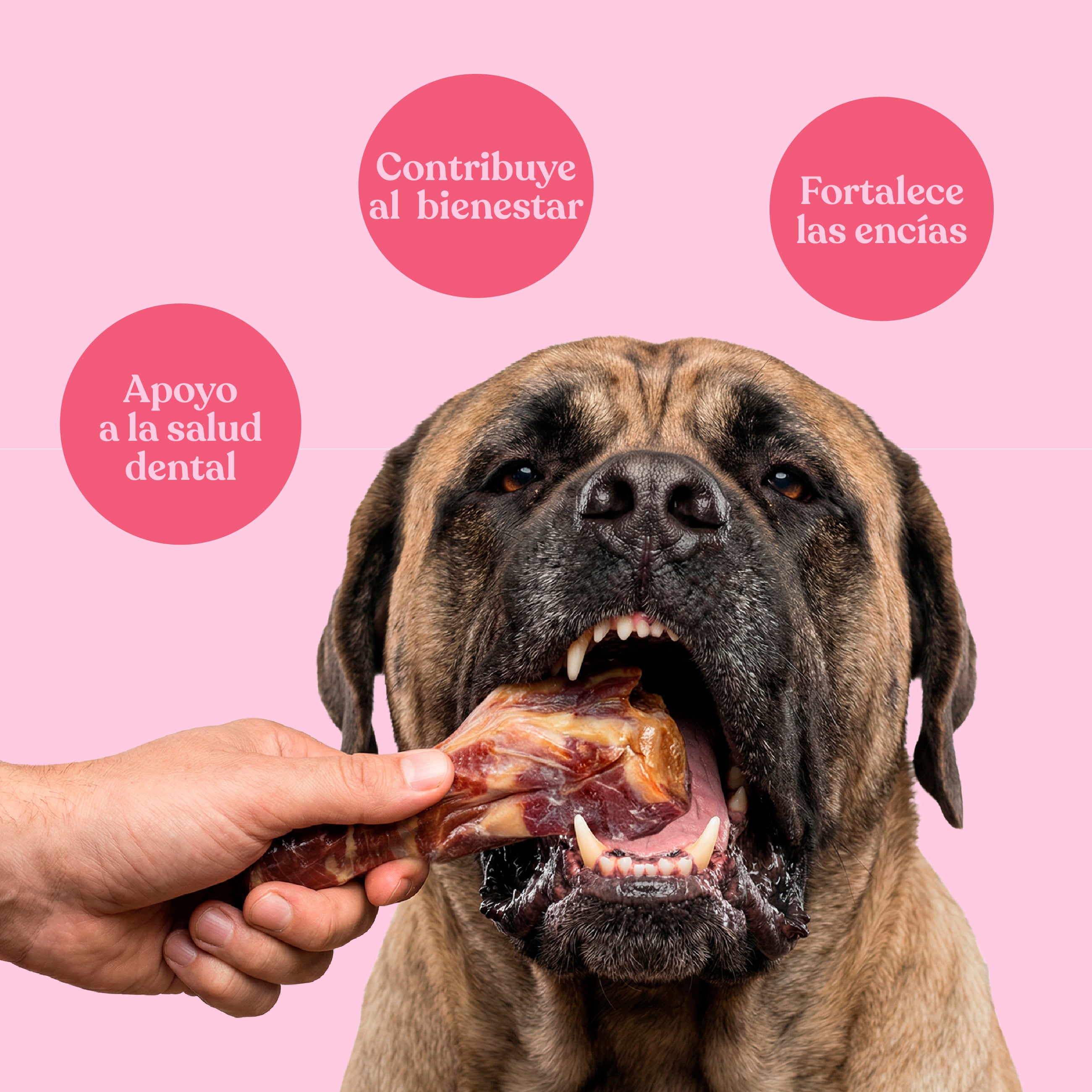 Medio hueso con loncha de jamón