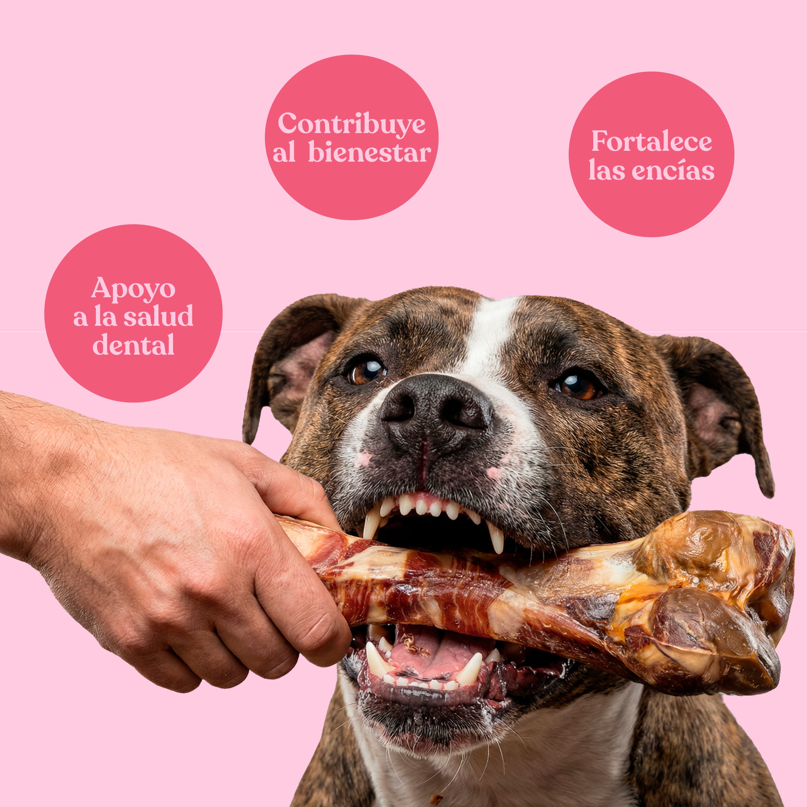 Hueso con loncha de jamón (2 unidades)