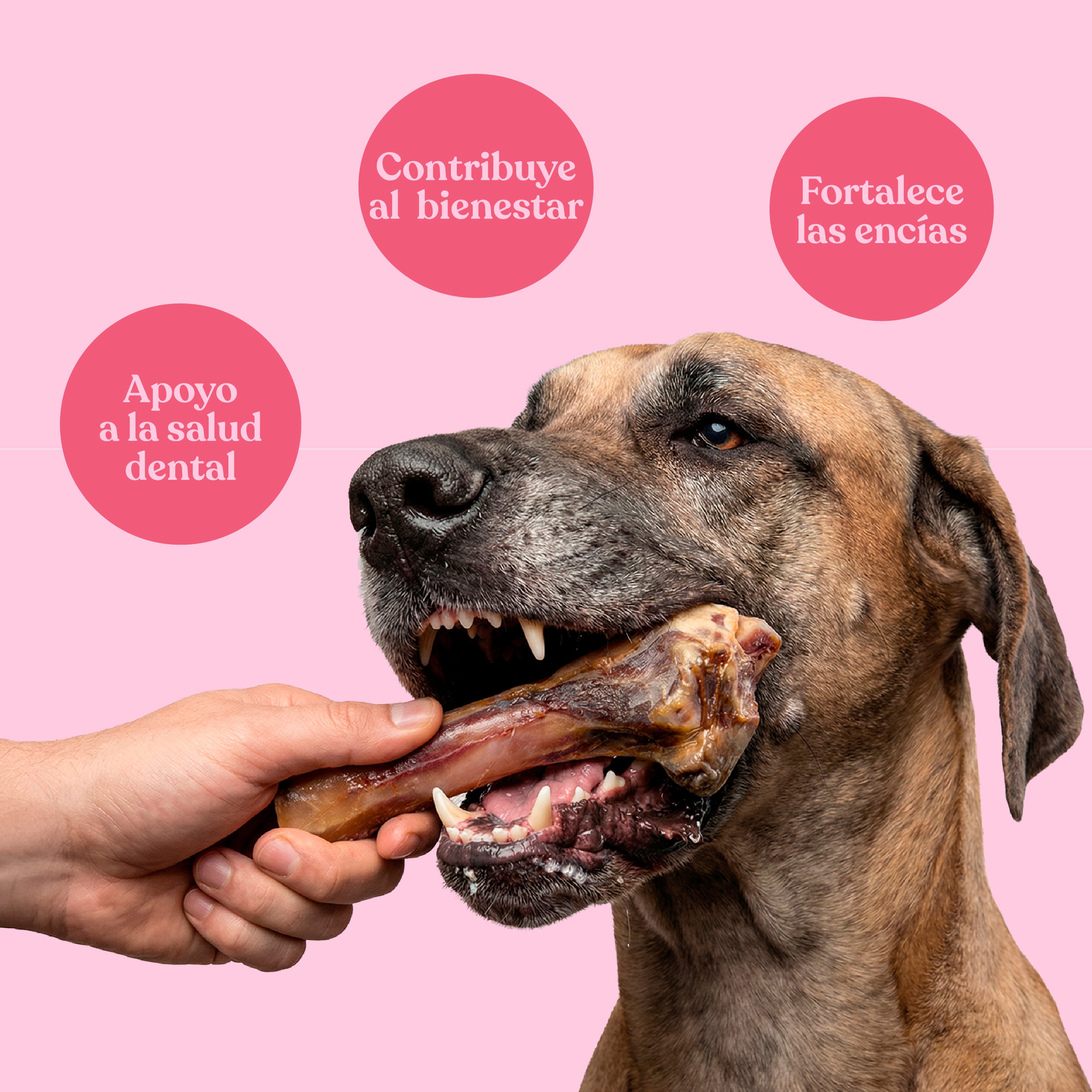 Dos medios huesos de jamón  (4 unidades)