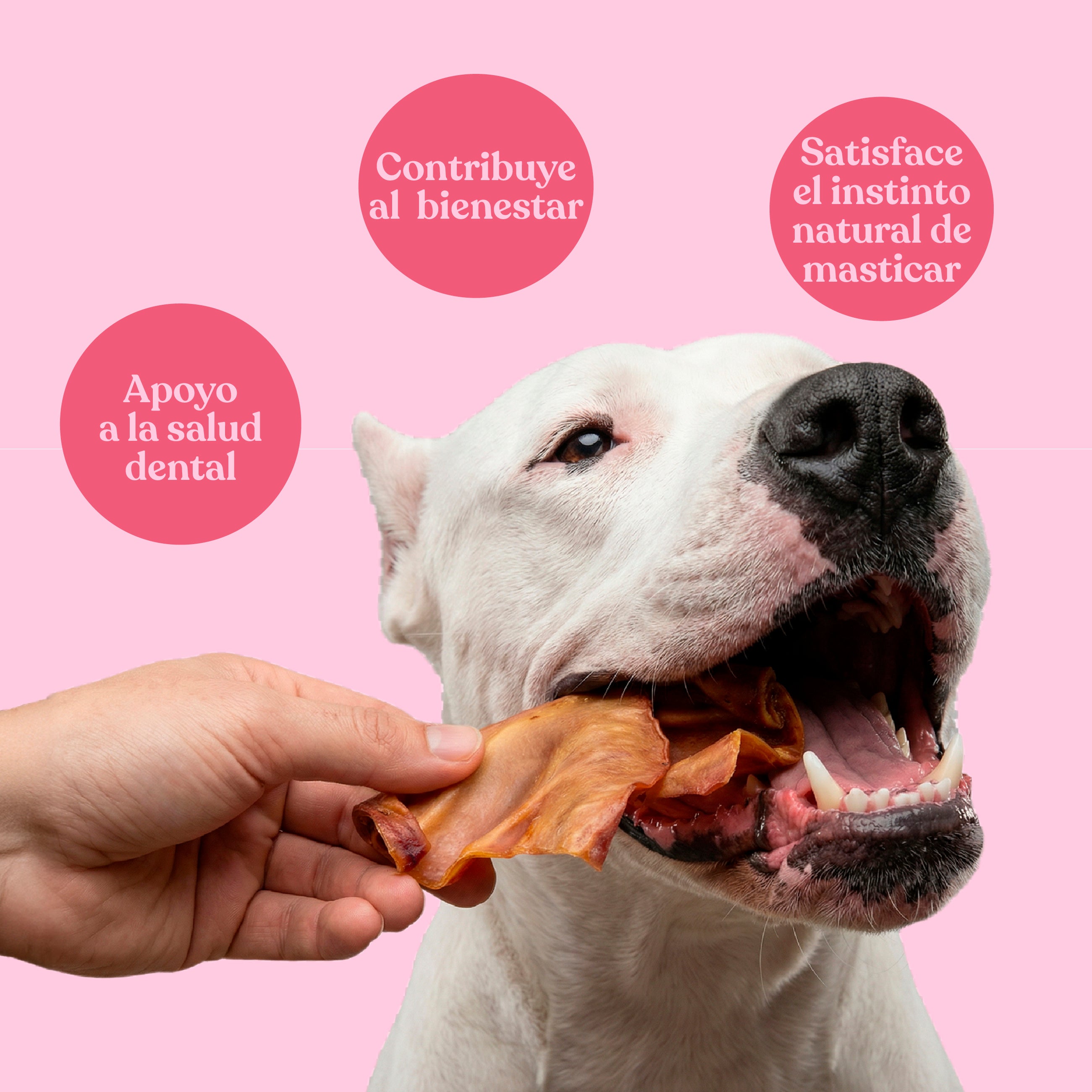 Orejas de cerdo