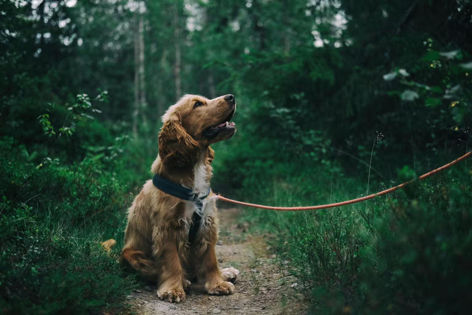 dr.bimix - Snacks naturales y suplementos funcionales para perros